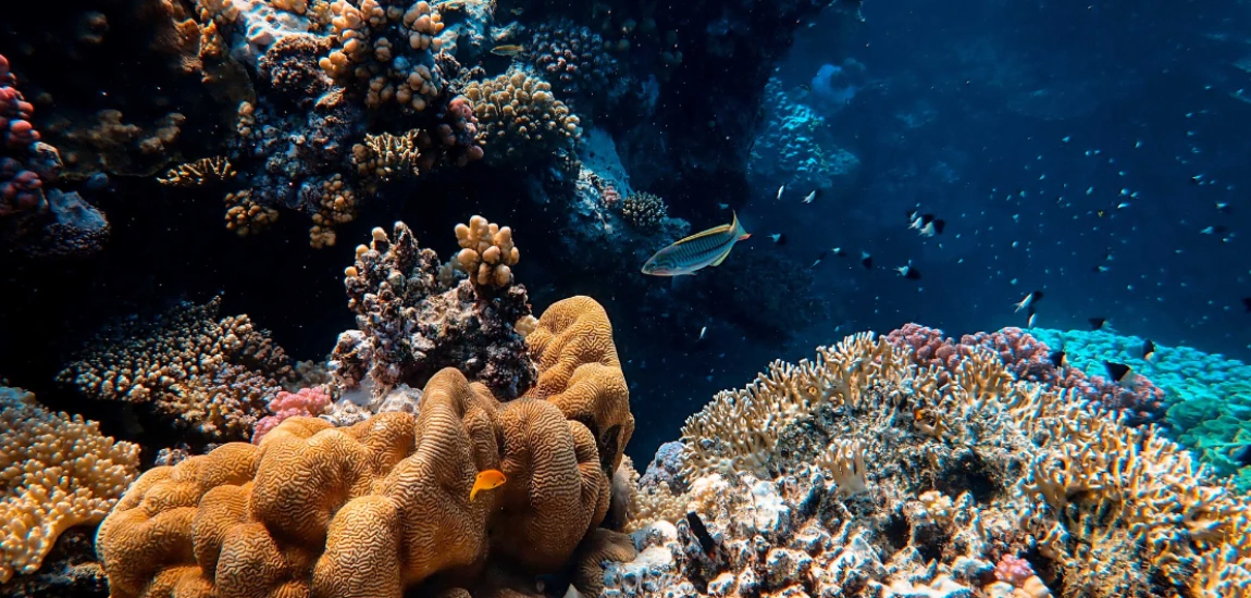 AI-Driven Ocean Monitoring Systems and Marine Ecosystem Protection Networks