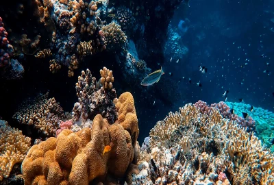 AI-Driven Ocean Monitoring Systems and Marine Ecosystem Protection Networks