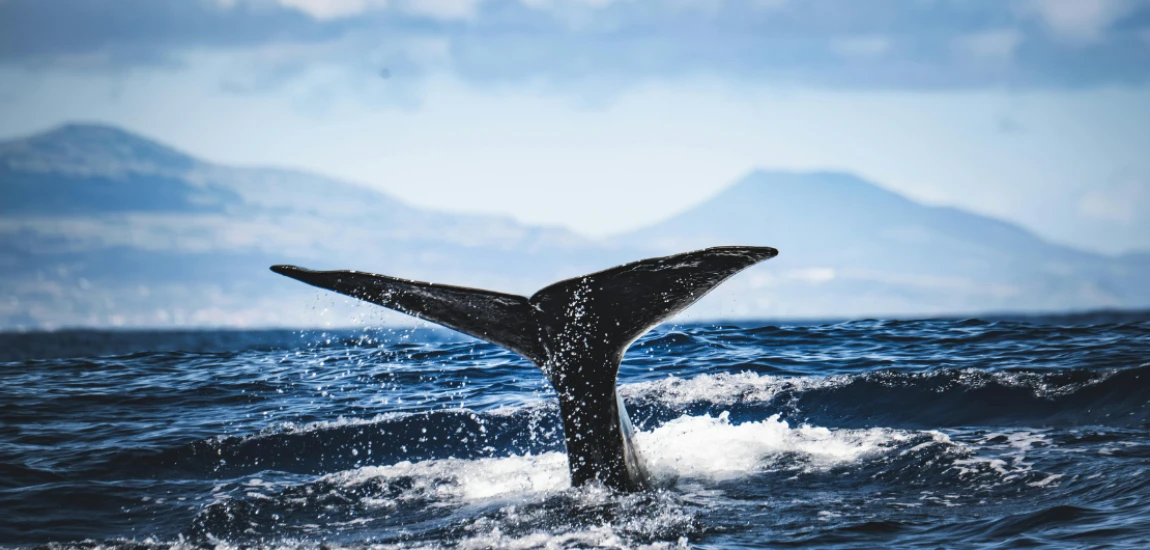 AI-Driven Oceanic Exploration Systems and Deep-Sea Environmental Analytics Frameworks