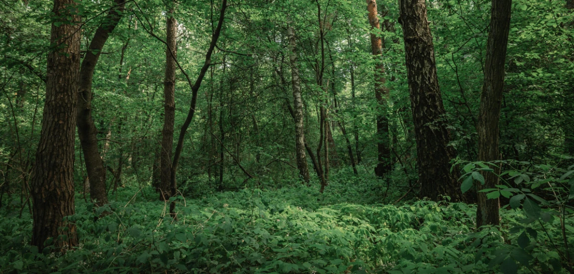 Autonomous Biodiversity Monitoring Systems and Intelligent Ecosystem Preservation Networks