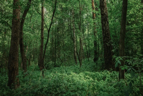 Autonomous Biodiversity Monitoring Systems and Intelligent Ecosystem Preservation Networks