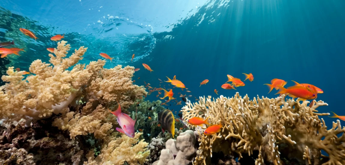 Autonomous Deep-Sea Research Systems and AI-Based Ocean Ecosystem Monitoring Architectures