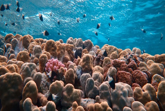 Autonomous Ocean Floor Civilization Mapping Systems and Deep Marine Infrastructure Intelligence Architectures