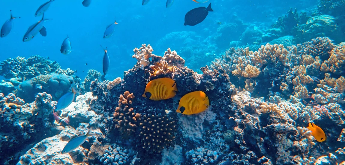 Autonomous Underwater Transportation Systems and Smart Ocean Mobility Architectures