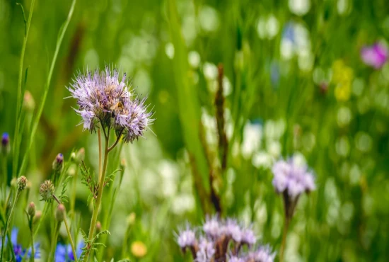 Biodiversity-Positive Tourism – Supporting Nature Through Tourism Activities