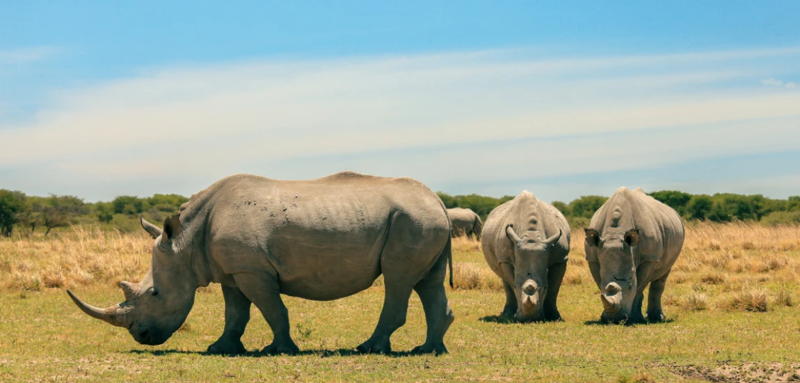Biodiversity Tourism: How Wildlife Experiences Can Support Conservation and Ecosystem Recovery