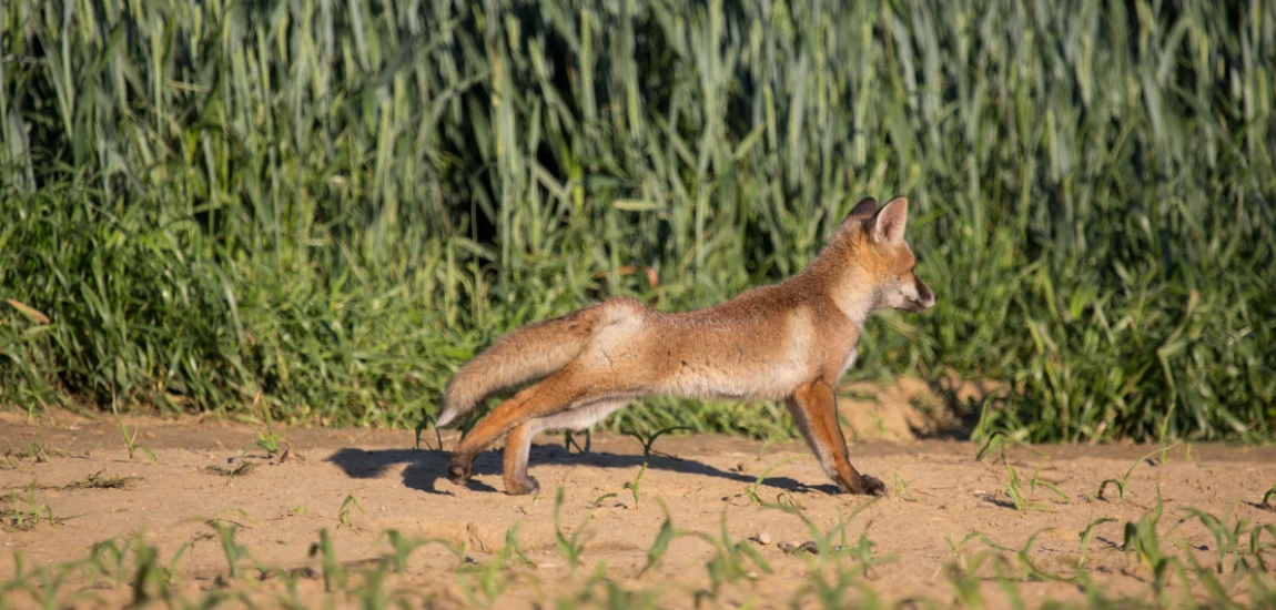 Biodiversity Tourism Networks – How Travel Could Finance Wildlife Protection and Habitat Restoration