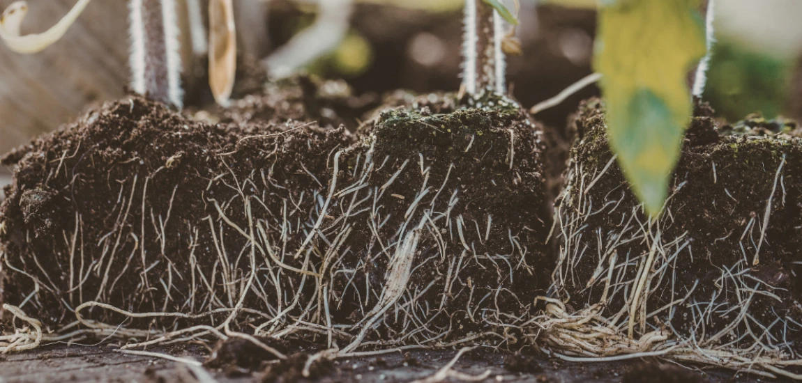 Climate Transition Buffer Systems – Gradually Adapting Hydration, Food, and Activity Levels to New Weather Conditions