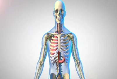 Cognitive Cybernetic Healthcare Systems and Predictive Human Organ Regeneration Frameworks