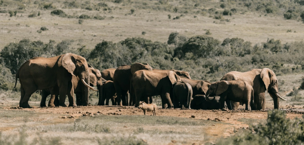 Cognitive Wildlife Conservation Systems and Intelligent Biodiversity Protection Networks