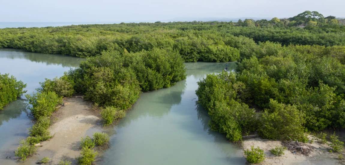 Ecosystem Restoration Tourism: How Travelers Could Help Rebuild Forests, Wetlands, and Wildlife Habitats