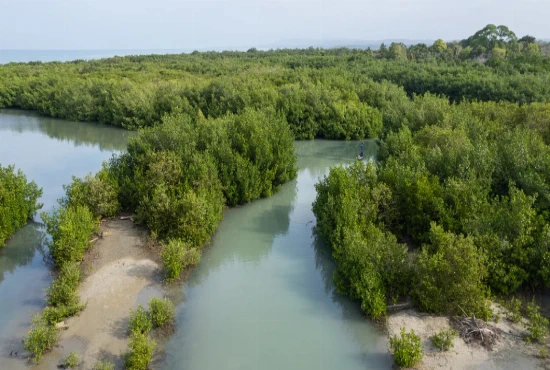 Ecosystem Restoration Tourism: How Travelers Could Help Rebuild Forests, Wetlands, and Wildlife Habitats