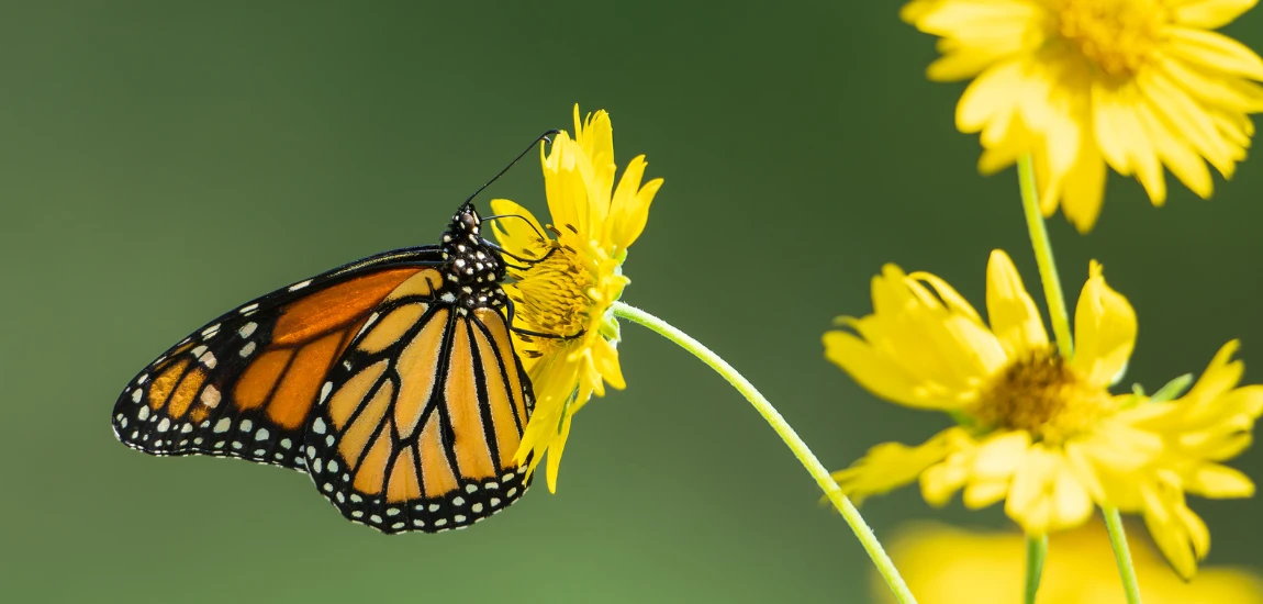 Feed Tectonics: When Platform Shifts Shake Entire Communities