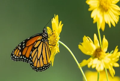 Stress-Reducing Wealth Architecture – Designing Finances That Calm the Nervous System