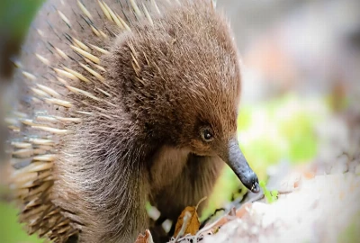 Food Foraging Tourism: Exploring Wild Edible Plants and Culinary Traditions