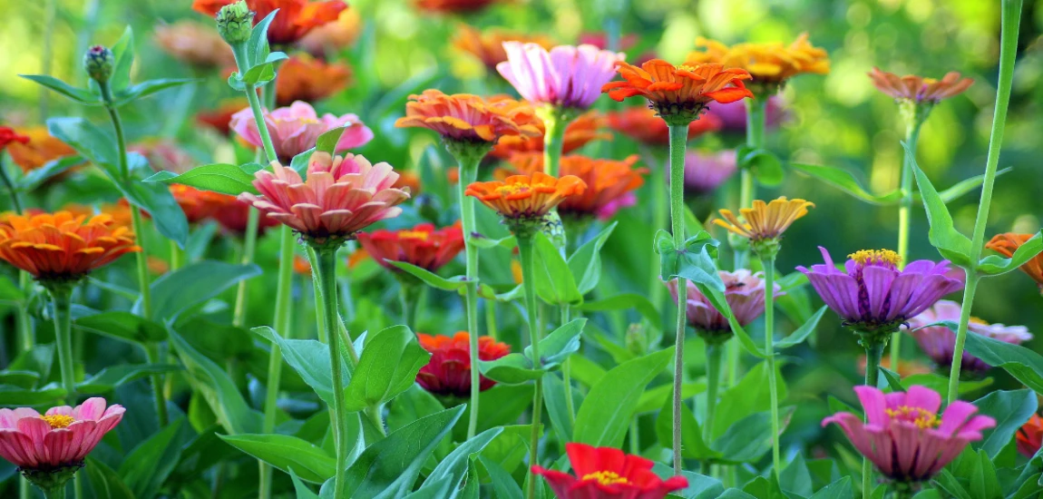 Gardens You Could Get Lost in On Purpose