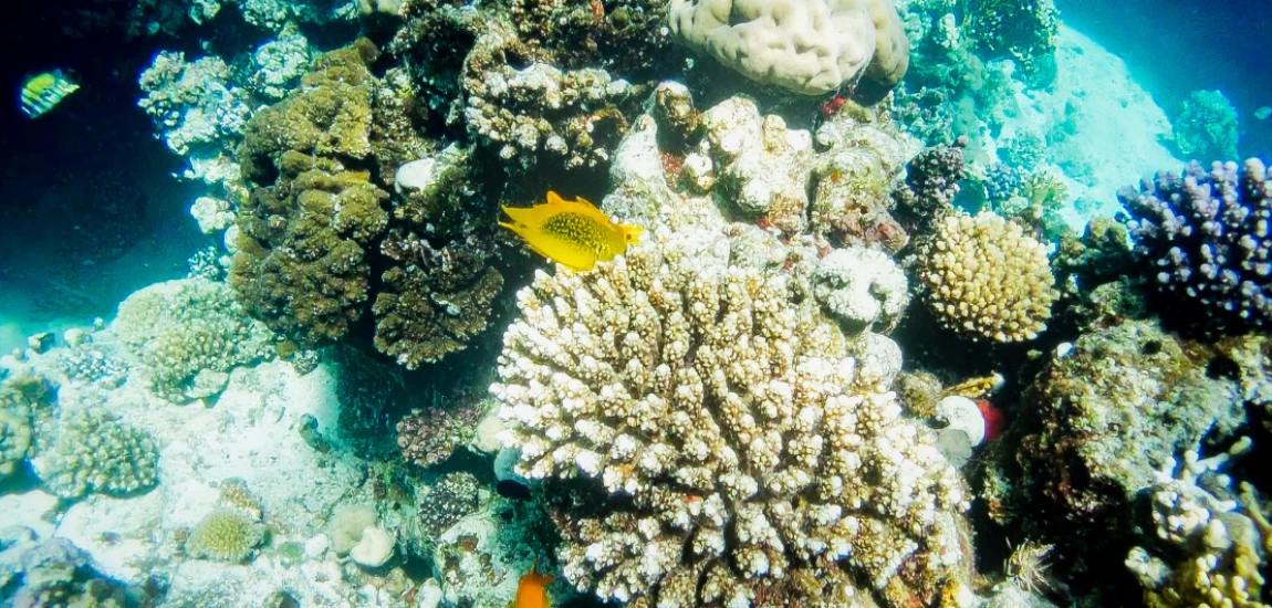 Nature-Positive Hospitality: How Future Hotels Could Restore Biodiversity, Conserve Water, and Improve Surrounding Ecosystems