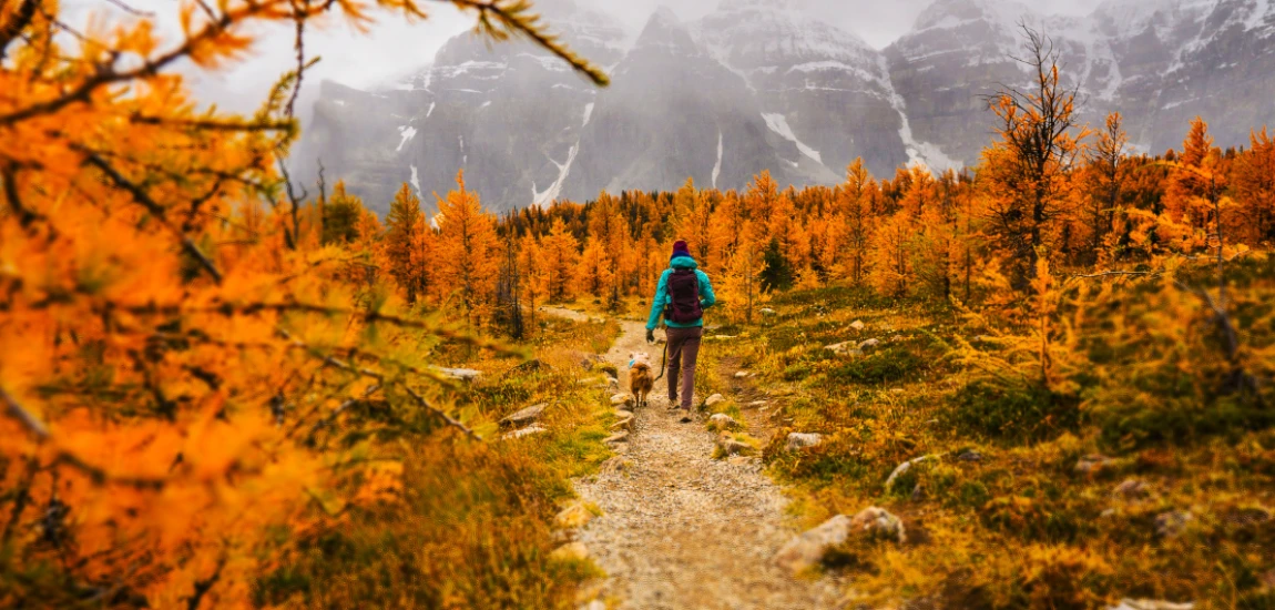 Predictable Path Exploration – Seeing More by Reducing Navigational Uncertainty