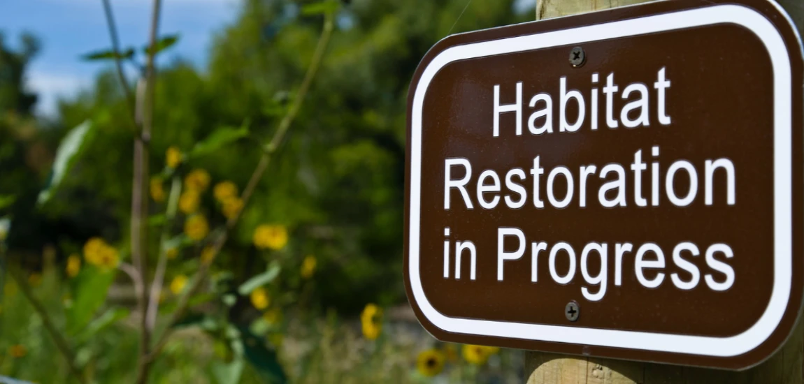 Regenerative Destination Systems – Designing Tourism That Restores Nature and Communities