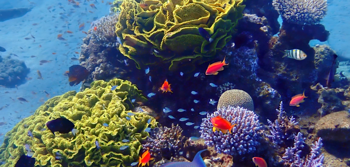 Regenerative Tourism and Biodiversity Networks – Restoring Ecosystems Through Responsible Tourism