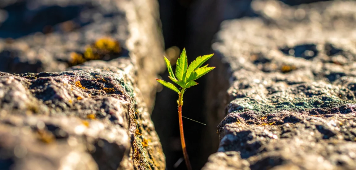 Resilience-Based Saving – Preparing Financial Systems for Stress, Shocks, and Uncertainty