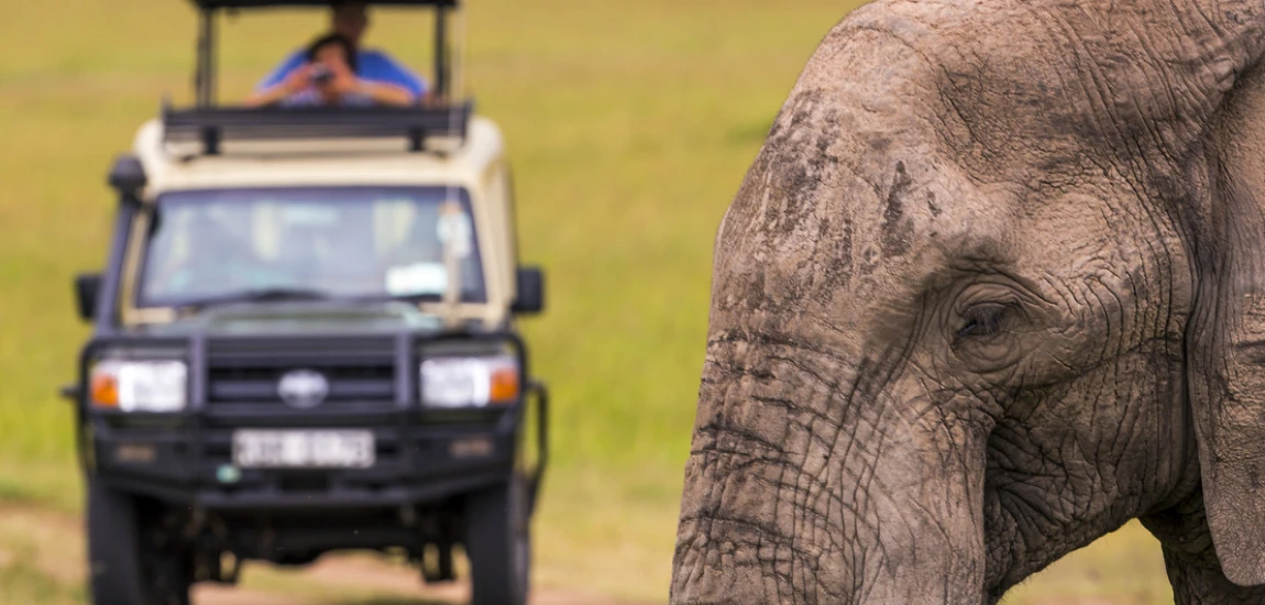 Responsible Wildlife Tourism – Observing Animals While Protecting Their Natural Habitats