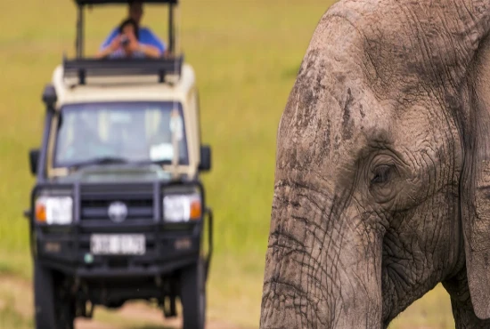 Responsible Wildlife Tourism – Observing Animals While Protecting Their Natural Habitats