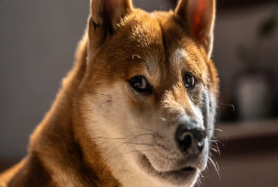 The Future of Immersion: From Passive Viewing to Participatory Worlds