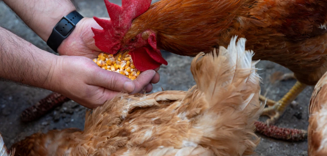 The Philosophy of the Feed: Meaning, Memory, and the Algorithmic Mind