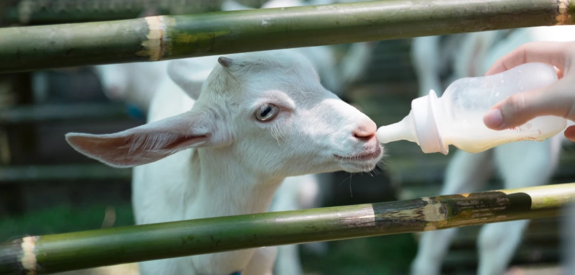 The Spectral Feed: Hauntings in the Scroll