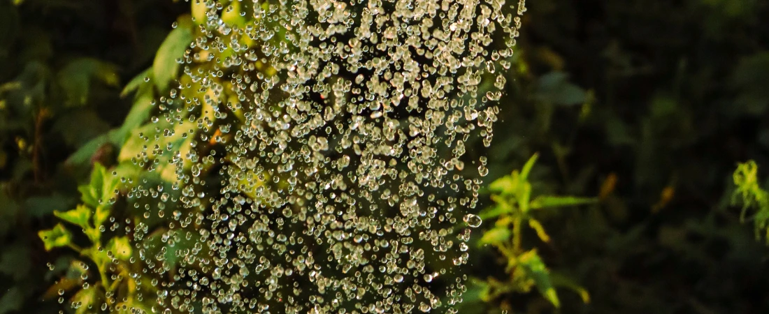 Gardens You Could Get Lost in On Purpose