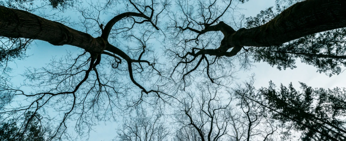 Best Limited Series to Stream Right Now on Hulu, Netflix, and Apple TV+