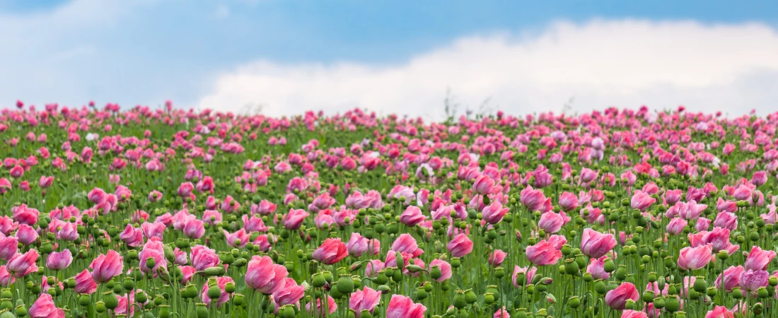 Disposable Depth: The Short Shelf Life of Digital Meaning