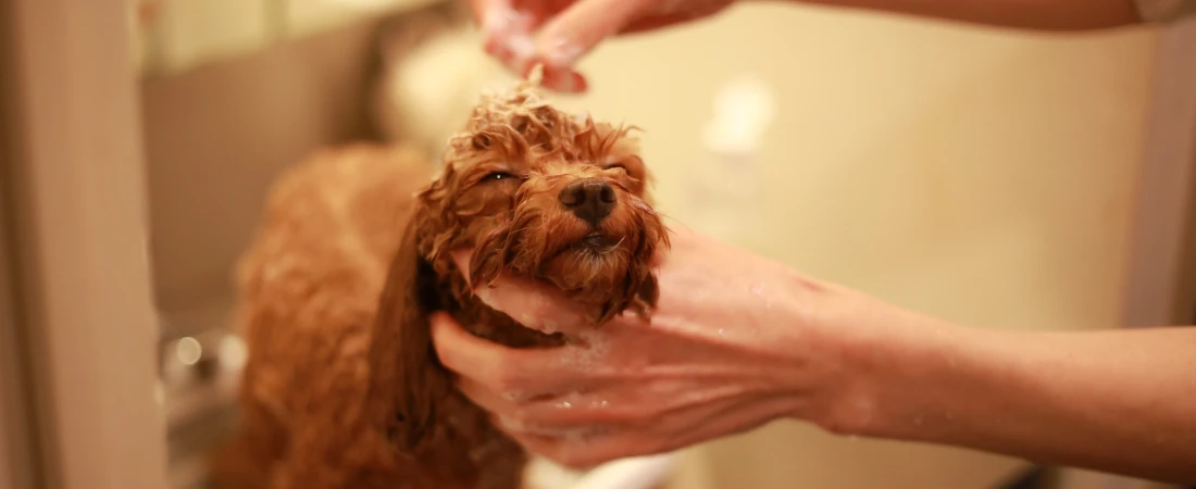 Hyperpresence: When Availability Becomes Identity