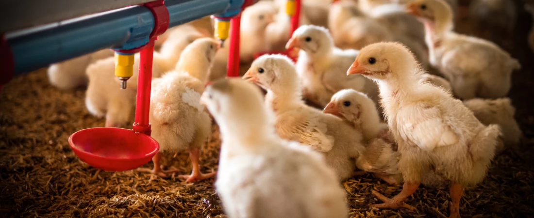 Temporal Aesthetics: Living at the Speed of the Feed