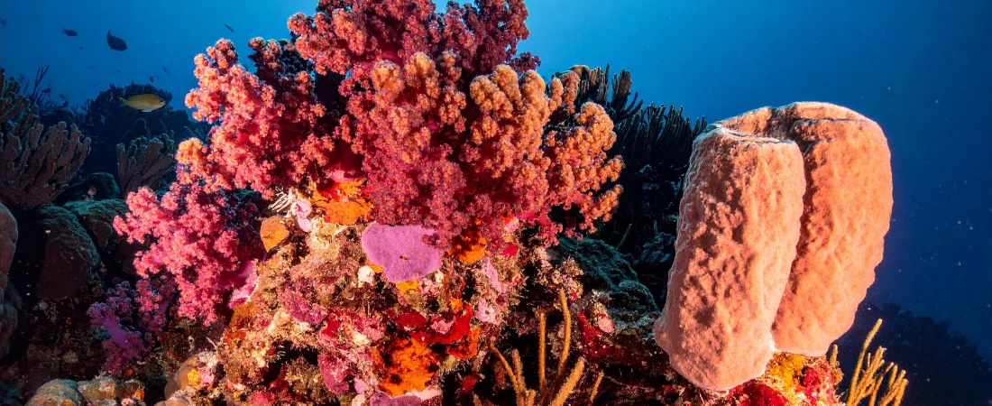 Fragmented Fandom: How Micro-Communities Reinvent Niche Culture at Scale