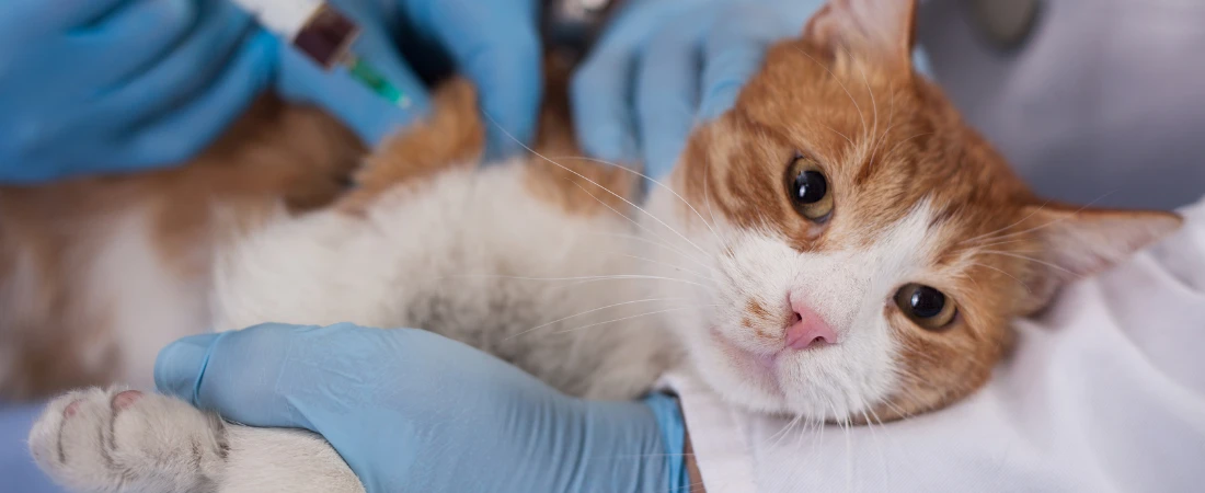 How Pre-Emptive Cancellation Algorithms Decide a Show’s Fate Before It Airs