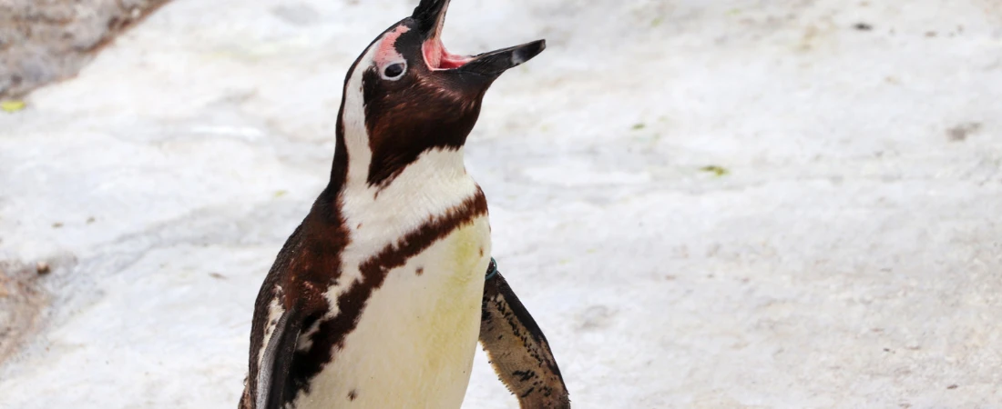 Low-Variance Tourism – Why Predictable, Calm Journeys Are Replacing Adventure-Heavy Travel