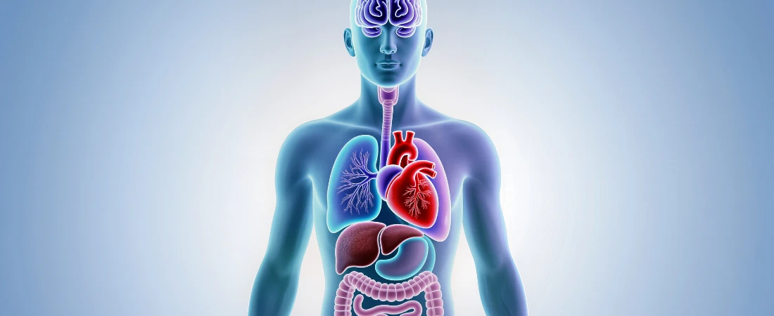 Arousal-Regulated Travel – Designing Journeys That Keep the Nervous System in the Optimal Zone