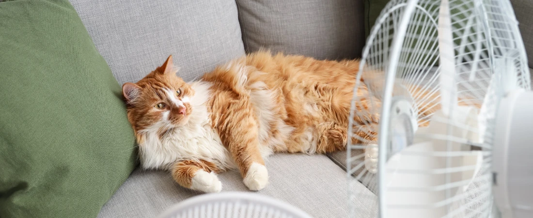 Microclimate Route Engineering – Designing Walking Paths Using Wind Flow, Shade Density, and Surface Heat Data