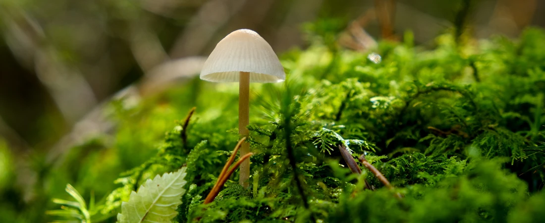 Nature-Connected Travel Experiences – Reconnecting with the Natural World Through Meaningful Adventures