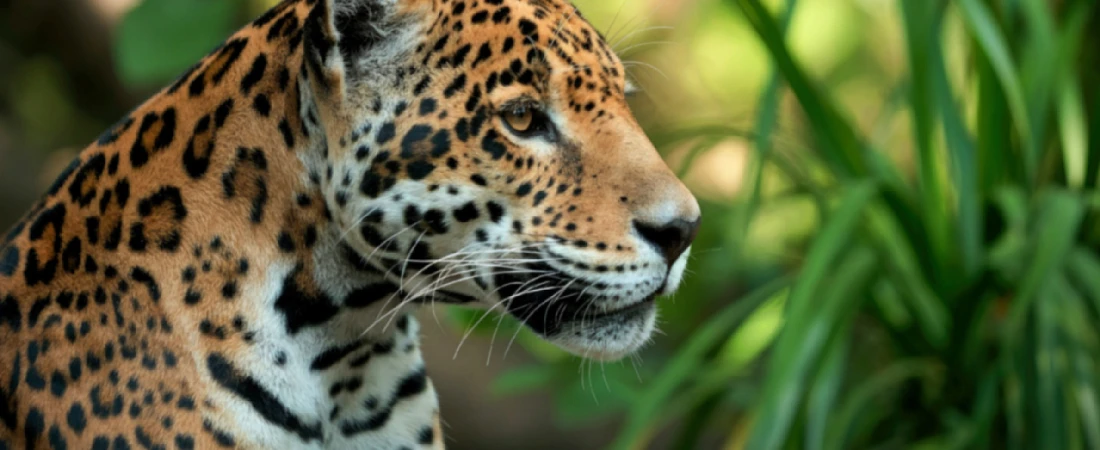 Responsible Wildlife Tourism – Observing Animals While Protecting Their Natural Habitats