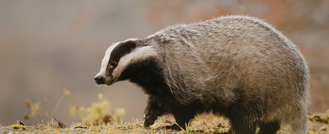 Food Foraging Tourism: Exploring Wild Edible Plants and Culinary Traditions