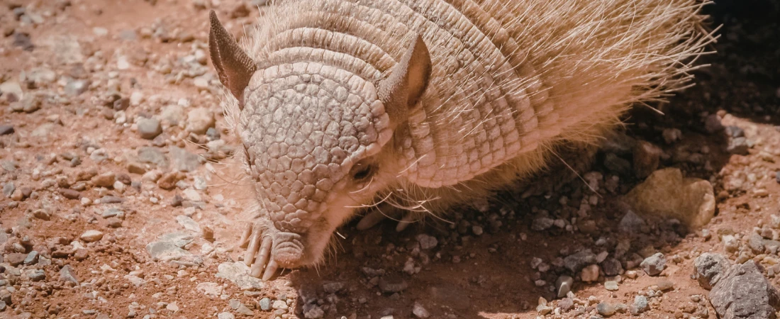 Food Foraging Tourism: Exploring Wild Edible Plants and Culinary Traditions