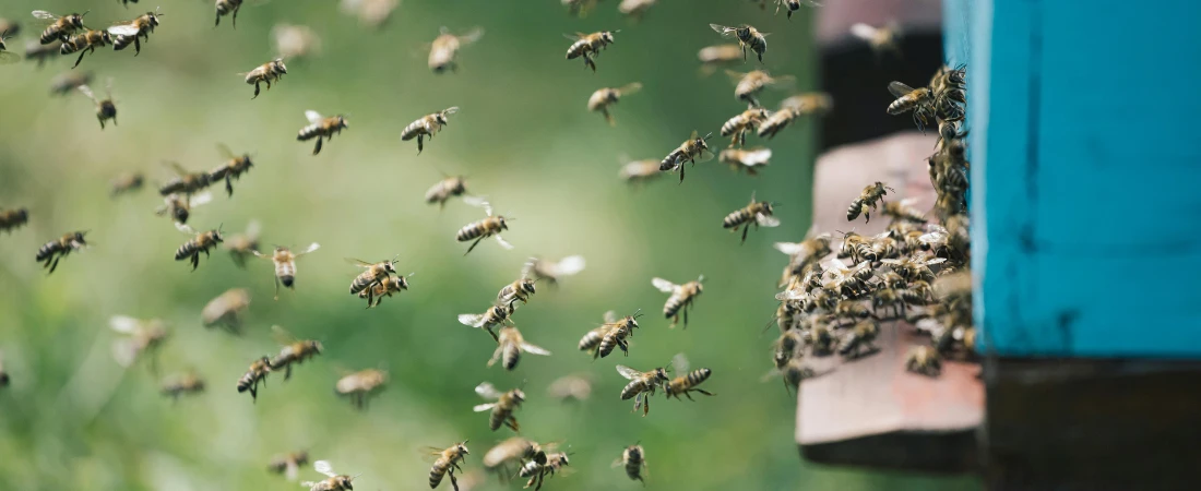 Swarm Robotics and Collective Machine Intelligence