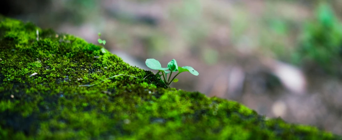 TinyML and Machine Learning on Edge Devices