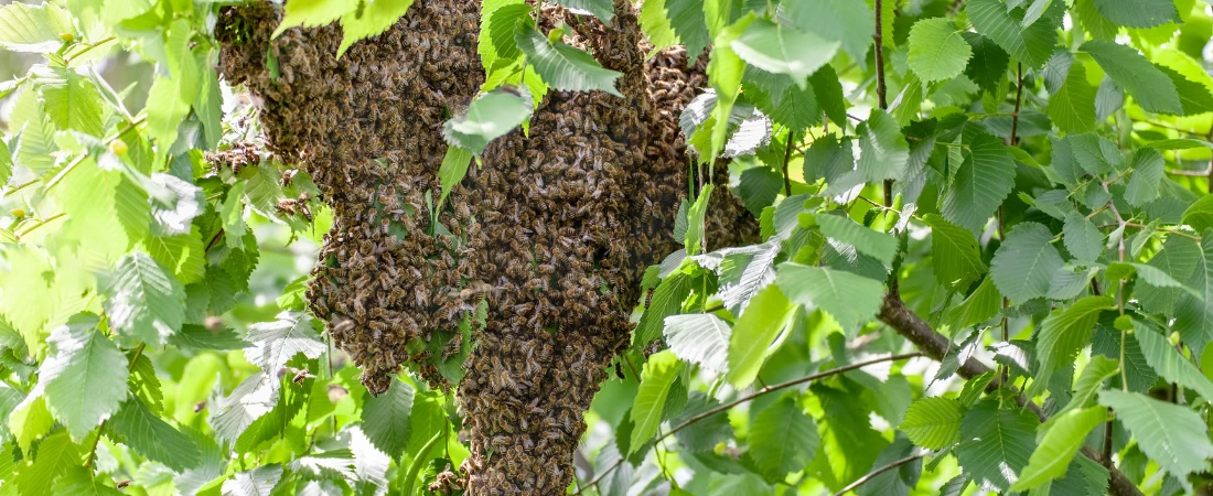 Swarm-Based Autonomous Logistics and Self-Optimizing Supply Networks