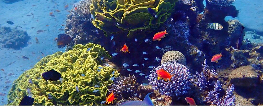 Nature-Positive Travel: How Tourism Can Help Protect Biodiversity and Restore Ecosystems