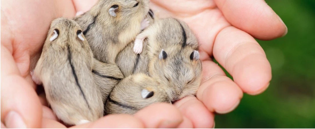 Biodiversity Tourism Networks – How Travel Could Finance Wildlife Protection and Habitat Restoration